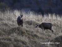 images/chamois/chamois-31-octobre-2015-01 copie.jpg